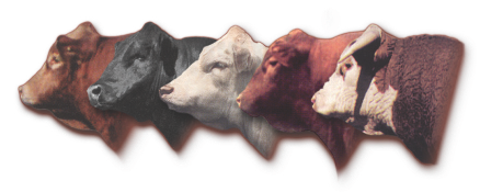 NDSA schedules preliminary meeting for All Breeds Cattle Tour