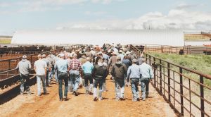NDSA Feedlot Tour will make stops near Wing and Goodrich