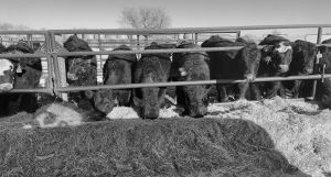 North Dakota Stockmen’s Association Feedlot Tour coming June 17